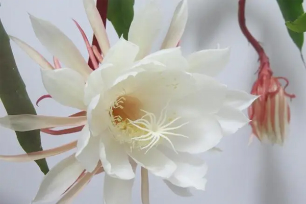 昙花一现的反义词是什么