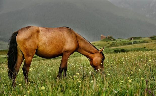 乱花渐欲迷人眼下一句