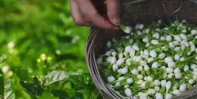 茉莉花茶什么人不能喝（茉莉花茶什么人不宜喝）