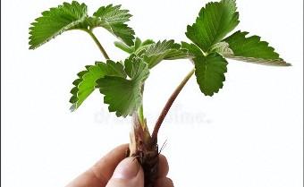 草莓种子育苗方法全过程（草莓种子育苗方法步骤）