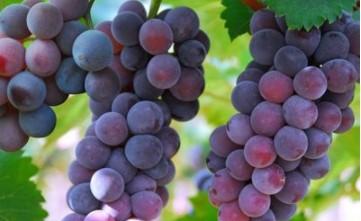 世界上最大的葡萄（世界上最大的葡萄是什么品种）