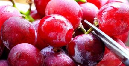 六种人不宜吃葡萄（什么人不宜吃葡萄）