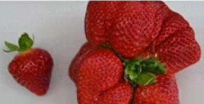 世界上最大的草莓有照片吗（世界上最大的草莓长什么样）