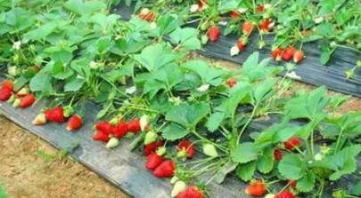 草莓结束后老苗怎么处理（草莓老苗怎么繁殖新苗）