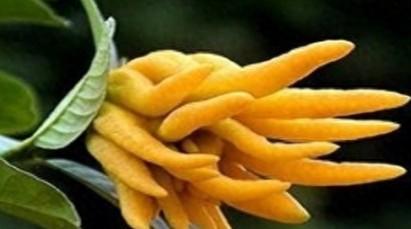 长得恐怖的水果（长得恐怖的水果有哪些）