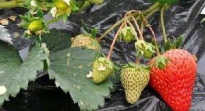 草莓的生长过程有多恐怖（草莓生长过程介绍）