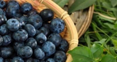 蓝莓的副作用太大了（蓝莓一天吃多少粒最好）