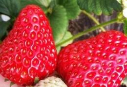 草莓种子纸巾催芽要多久才能发芽（草莓种子纸巾催芽要几天）