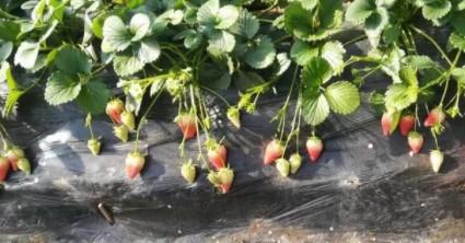 草莓夏天会热死吗（草莓天气热会死掉吗）