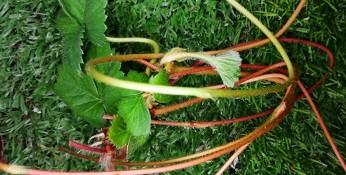 草莓走茎剪下来怎么扦插（草莓走茎剪下来怎么扦插成活）