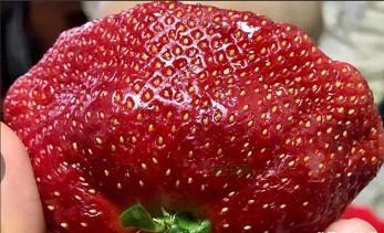 吉尼斯记录最大草莓（史上最大草莓）