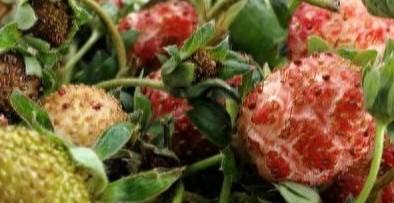 草莓夏天超过30度怎么办（草莓露天种植时间和方法）