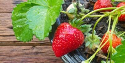 草莓的家庭种植方法（草莓栽培全过程技术）