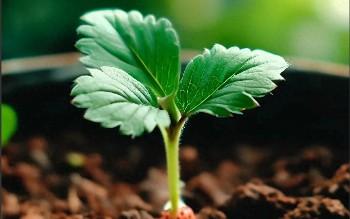 草莓籽最简单催芽方法（草莓籽一般几天发芽）