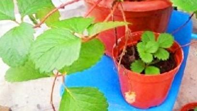 草莓走茎下一代会更差吗（草莓走茎留几个最好）